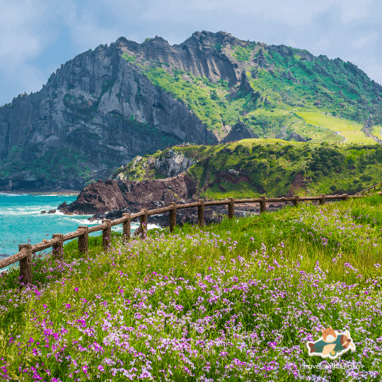 Du lịch Hàn Quốc - Jeju